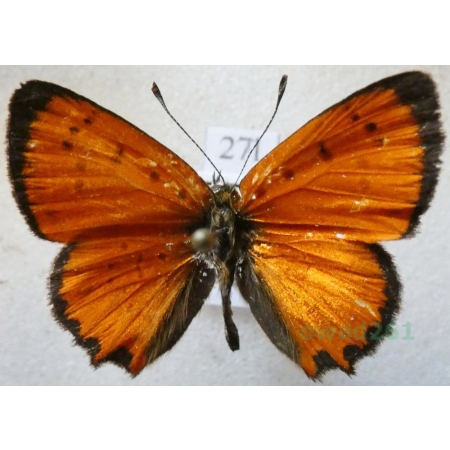 Lycaena ottomana (Lefèbvre, 1830) male Czerwończyk ottomański Bulgaria27l